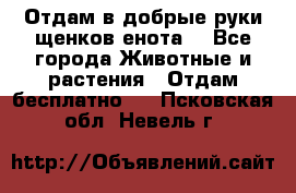 Отдам в добрые руки щенков енота. - Все города Животные и растения » Отдам бесплатно   . Псковская обл.,Невель г.